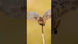 Stonechat Taking Off 🥰 birds wildbirdphotography photographer birdsofinstagram wildphotography [upl. by Aritak]