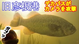 【琵琶湖バス釣り 水中映像】旧彦根港の春のデカバスがカメラを攻撃！スポ－ニングのバスは目の色が赤に変わる？旧彦根港で水中撮影、琵琶湖でバス釣りをしてきた。 [upl. by Romo]