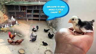 Miniature chicken Breeding setup me New Member🎉fancy chicken breedfancy pigeonspets vlogvlogpets [upl. by Rillis438]