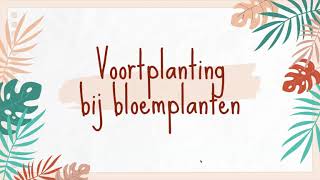 Geslachtelijke voortplanting bij bloemplanten [upl. by Eeralav]