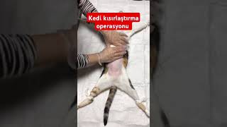 Kedi kısırlaştırma operasyonu [upl. by Ricki]