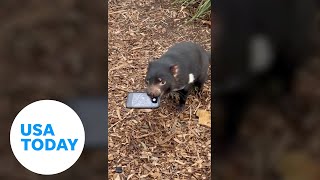 Tasmanian devil snatches phone that fell into its enclosure  USA TODAY [upl. by Zerelda546]