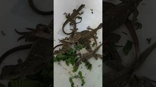 Baby soa layar celebensis soalayar reptiles hewan [upl. by Nnyllatsyrc287]