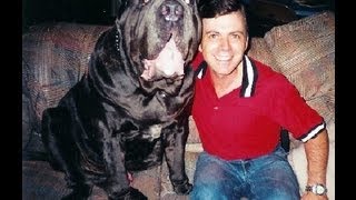 Biggest dog Neapolitan Mastiff CH Samson  largest and heaviest Mastino wwwmastinous [upl. by Eeram785]