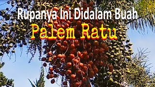 Rupanya Ini Didalam Buah Palem [upl. by Dielu]