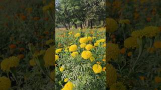 Genda flower plant gardenflowerplants shortvideo [upl. by Nylodnewg]