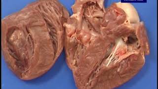 Practical 84 Dissection and examination of a pig heart [upl. by Amorette]