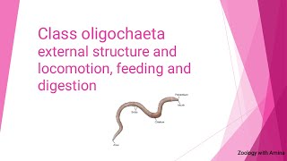 Phylum Annellida Class Oligochaeta  Structure and Locomotion Feeding and digestion in Oligochaeta [upl. by Ahnavas]