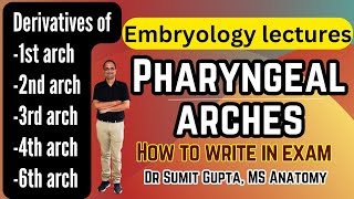 Pharyngeal arches derivatives  Embryology [upl. by Jerrie]