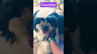 petsteachoo teachoo puchku puchku pets dogowner funny cute baby 😅 [upl. by Brady115]