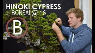 Hinoki Cypress  Bonsai 16 [upl. by Canning]