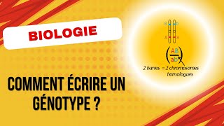 Comment écrire un génotype  biologie [upl. by Eniawd]