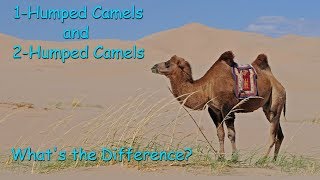 1 Humped camels and 2 humped camels Whats the Difference [upl. by Alleunam]