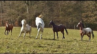 Die Jungs vom Berghof Rod  Begrüßung  Video XXVII [upl. by Plato]