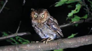 Mountain scops owl call 黃嘴角鴞叫聲 [upl. by Pris]