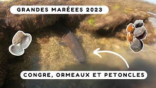 On pêche un énorme congre pendant les grandes marées  Pêche à pied Bretagne sud [upl. by Gonnella]