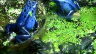 Dendrobates Azureus [upl. by Hctub160]