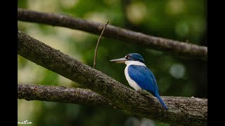 Calls of a Collared Kingfisher [upl. by Enortna]