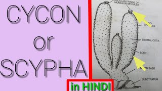 CYCON in HINDI Full Introduction Representative Animals of Phylum  Porifera  SCYPHA [upl. by Naihs]