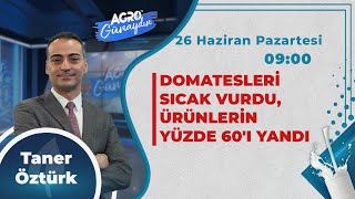 CANLI AGRO TV İle GÜNAYDIN  DOMATESLERİ SICAK VURDU ÜRÜNLERİN YÜZDE 60I YANDI [upl. by Oderfodog]