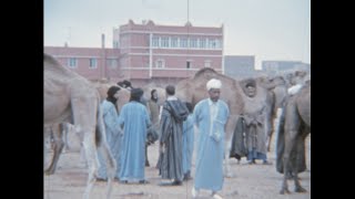 Morocco1970s The camel market archive footage [upl. by Kinata989]