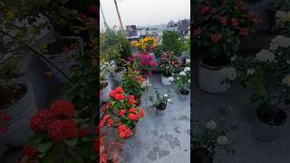 Terrace Gardening bougainvillea rose cactus flower  blooming rose  flowers rose garden [upl. by Gearhart]