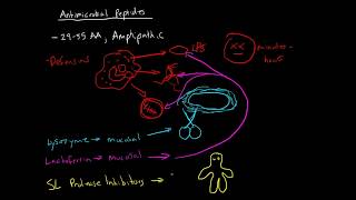 Immunology  Antimicrobial Peptides [upl. by Weslee]