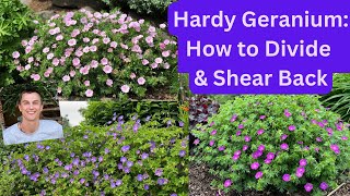 HARDY GERANIUM How to Divide amp Shear Back for more Flowers [upl. by Behlke]