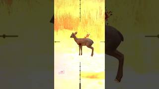 Kirks dik dik Hunting hunter viral [upl. by Dis]