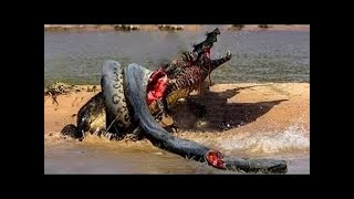 Anaconda vs Crocodile Fight to Death  Python vs crocodile  Snake  Python vs Alligator compilation [upl. by Rasia]