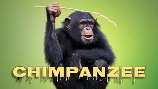 Chimpanzee sounds [upl. by Lenno]