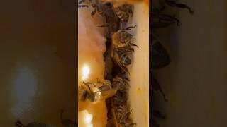 Taking in the last Sun of the day ☀️🐝☀️ honeybee beekeeping wildlife naturevideo shotoniphone [upl. by Rhynd799]