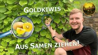 Goldkiwis einfach aus Samen ziehen Anleitung zum Anbau von gelben Kiwis im eigenen Garten Tutorial [upl. by Chalmers992]