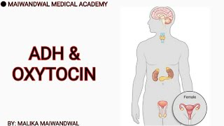 Posterior Pituitary Gland Hormones ADH  Vasopressin amp Oxytocin  هورمون های قسمت خلفی غده نخامیه [upl. by Luckin]