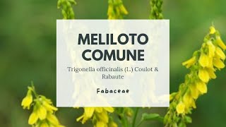 MELILOTO COMUNE  Trigonella officinalis Fabaceae  Yellow sweetclover [upl. by Sumner]