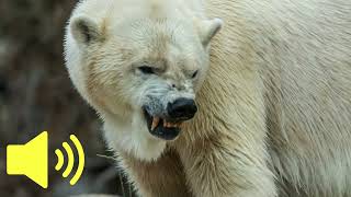 What does a Polar Bear sound like  Animal Sounds [upl. by Acinoryt828]