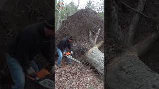 shorts super big tree stump sawed super fast [upl. by Hindorff726]