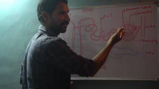 Structure of Nephron [upl. by Anilet]