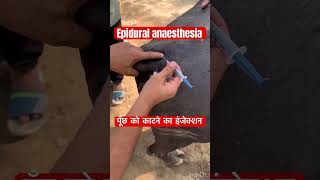 Epidural Anaesthesia vet drumarkhan veterinary [upl. by Jennee]