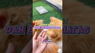 Sback kucing yang bukan cuman sehat dan enak tapi juga berkualitas 👌🏻 [upl. by Ethelin15]