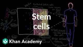 Stem cells  Cells  MCAT  Khan Academy [upl. by Ahsimrac]