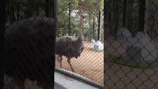 Guindy national park in Tamil Nadu Ostrich funny walk  🤣 [upl. by Abebi]