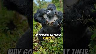 Why Gorilla beat their chest animals wildlife animalfacts gorilla [upl. by Eiclehc]