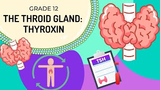 INTRO to THYROXIN  How the body regulates metabolism via TSH and Thyroxin [upl. by Nhguaved265]