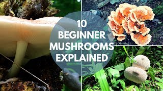 Mushroom Foraging for Beginners [upl. by Ecirtael]