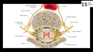 Anatomia  Nervios Espinales [upl. by Brittain]