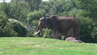 Howletts Wild Animal Park Kent England [upl. by Enyedy]