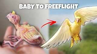 BABY TO FREE FLIGHT COCKATIEL KIRO [upl. by Mairam]