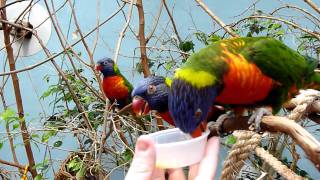 Lorikeets Eating Nectar [upl. by Ro]