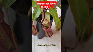 Feeding my Nepenthes an Earthworm amp Caterpillar🐛 nepenthesplant pitcherplants carnivorousplants [upl. by Nialb]